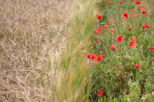 This landscape photograph shows a field in Derbyshire, England, United Kingdom, during the early afternoon in the summer season. The main subject is a boundary between an agricultural wheat field and a margin filled with vibrant red poppies and wild plants. The image captures the contrast between the golden wheat on one side and the green grass and flowering poppies on the other, illustrating the role of fields in local agriculture and the presence of wildflowers such as poppy that grow along the edges of crops. The flowers and plants are in full summer bloom, characteristic of the countryside in Derbyshire.